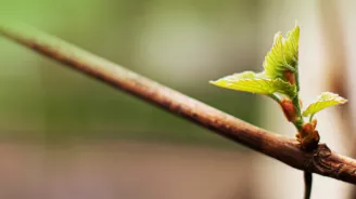 Branch with leaves.