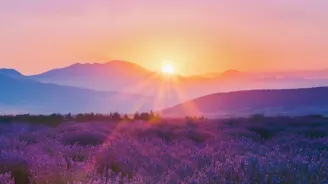 Sunrise over a meadow