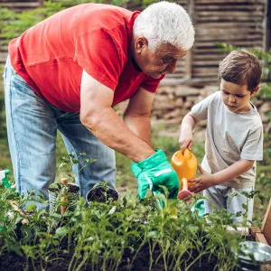 An older man and a little boy gardening together.