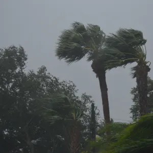 Trees in wind from hurricane