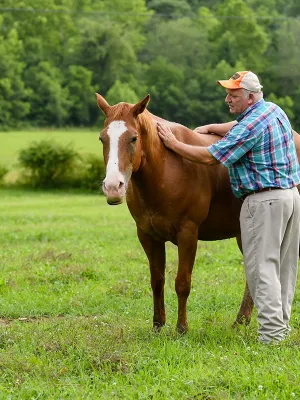 man grooming horse