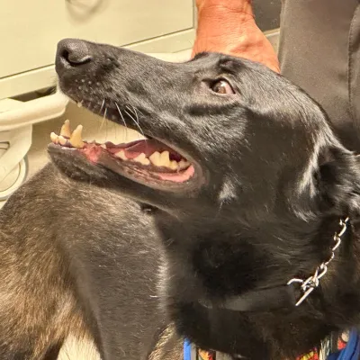 Recon the therapy dog