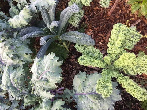 3_types_of_kale