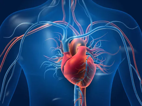 A 3D illustration of the heart and veins around the respiratory system