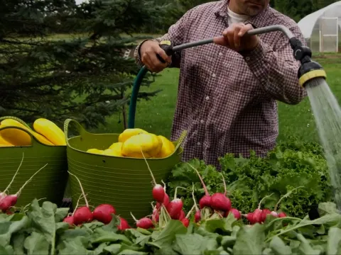 Farmer washing vegetables with hose
