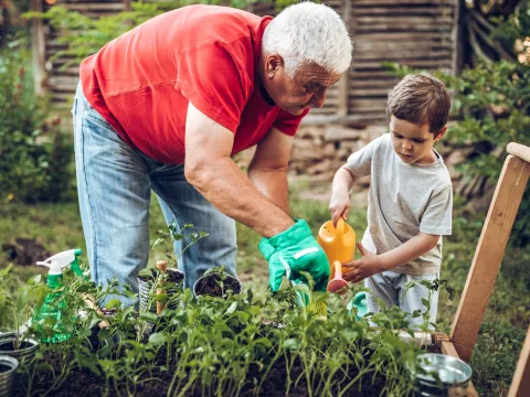 An older man and a little boy gardening together.