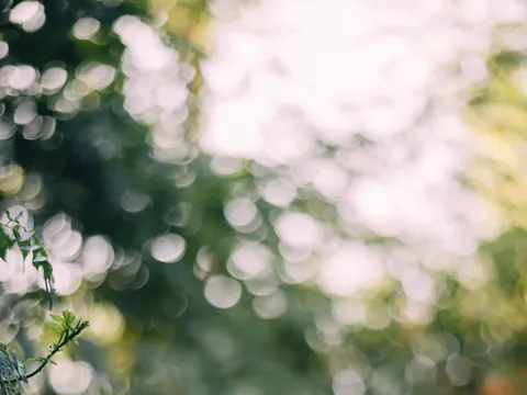 Out of focus photo of tree tops.