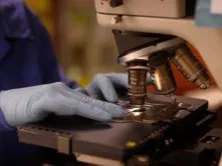 Gloved hands using a microscope