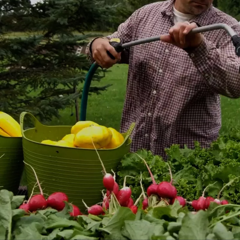 Farmer washing vegetables with hose