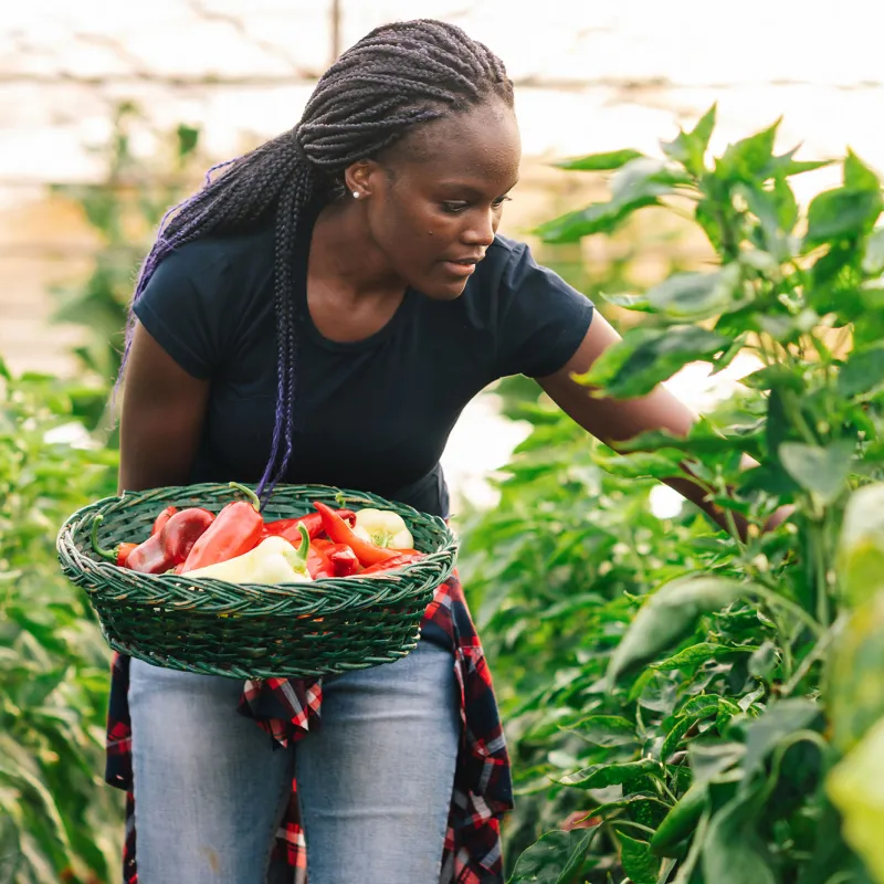 A woman picking peppers in a greenhouse.