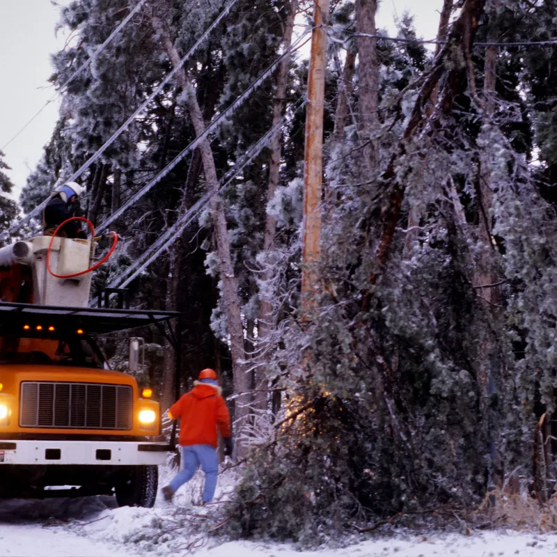 City workers assessing the damage of an electric pole done by a large tree branch