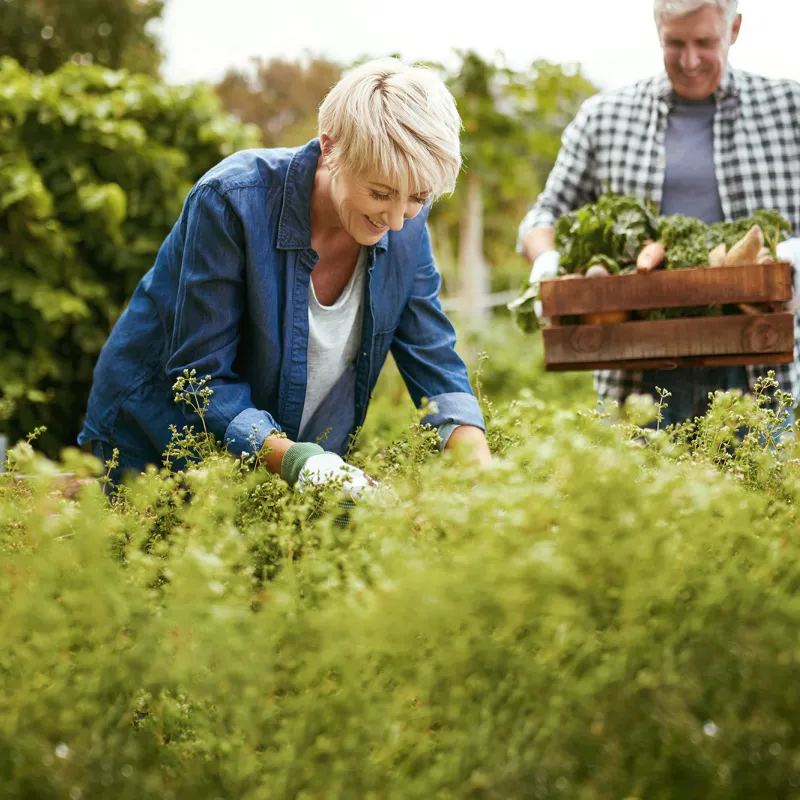 A couple in their vegetable garden. 