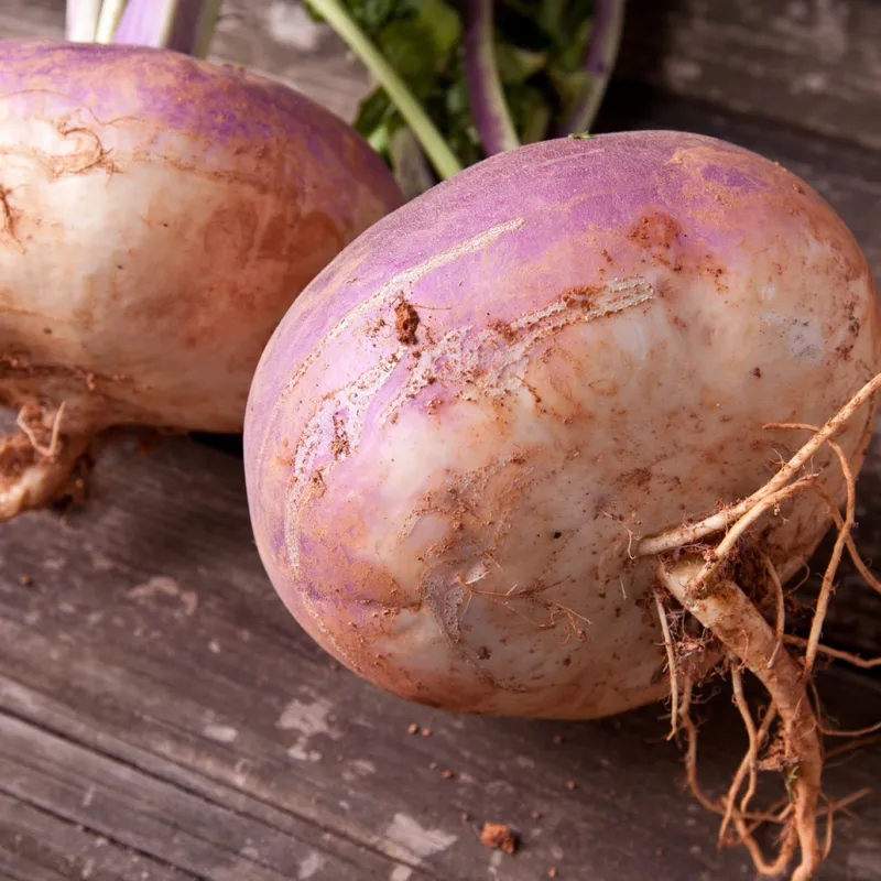 The root vegetable, rutabaga