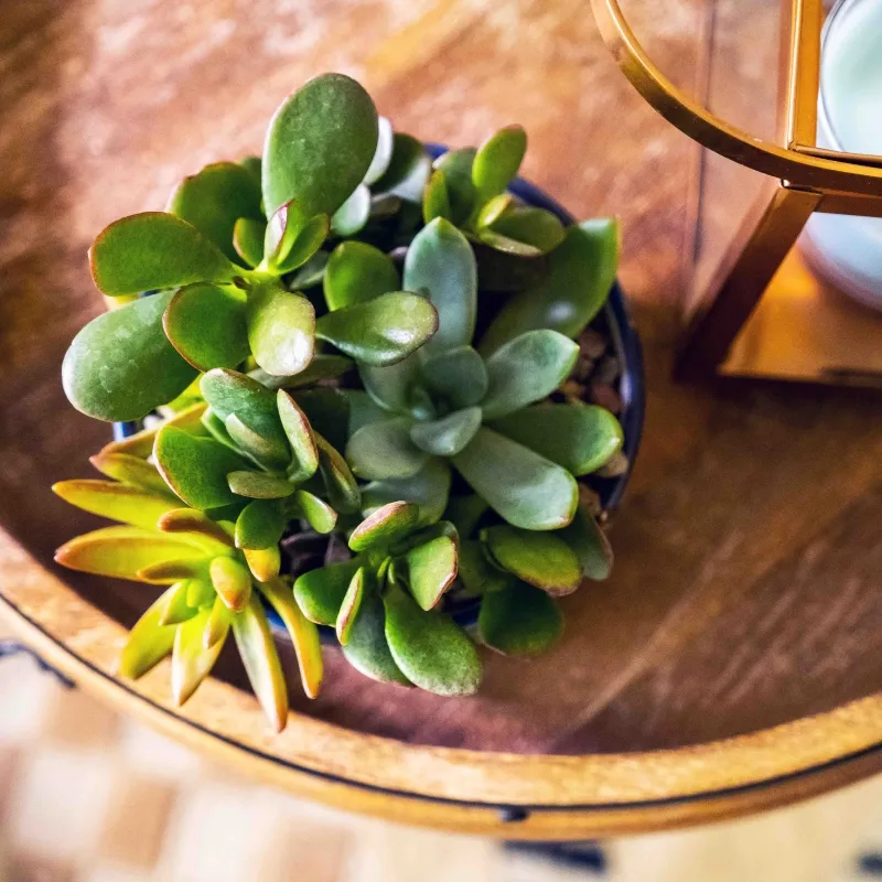 Succulents on table.