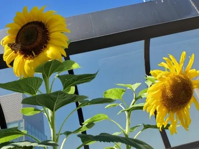 Since 1970, April 22 has marked the celebration of Earth Day, a day dedicated to addressing our climate crisis and encouraging action to promote human behaviors that have a positive impact on our environment and health.