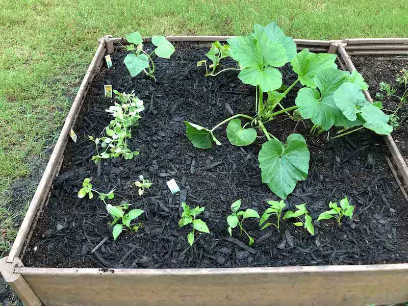 Garden bed with labels