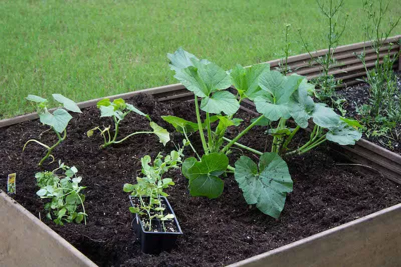 Garden bed with new plants in boxes