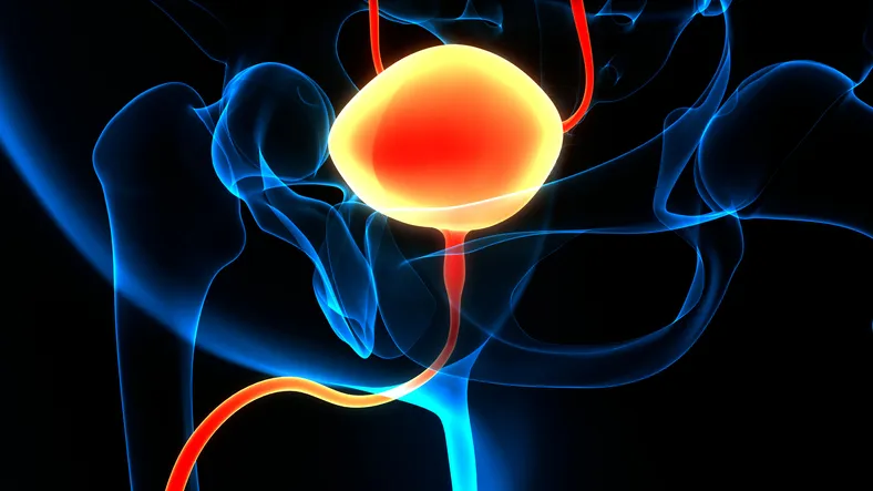 bladder cancer anatomy