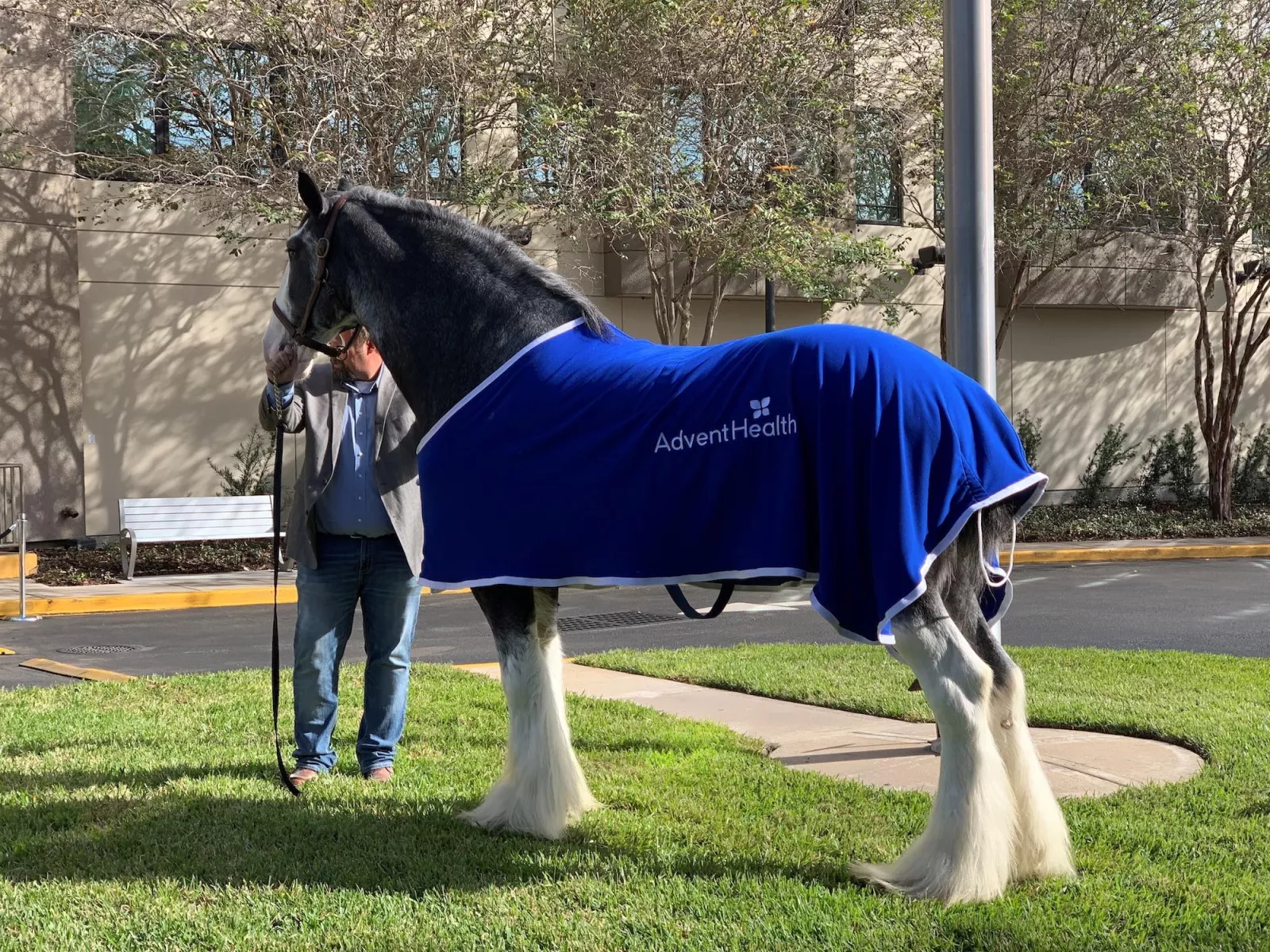 A man leading a large gray and white horse. 