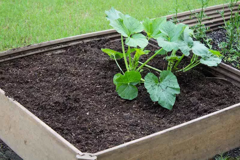 leafy plant in garden bed