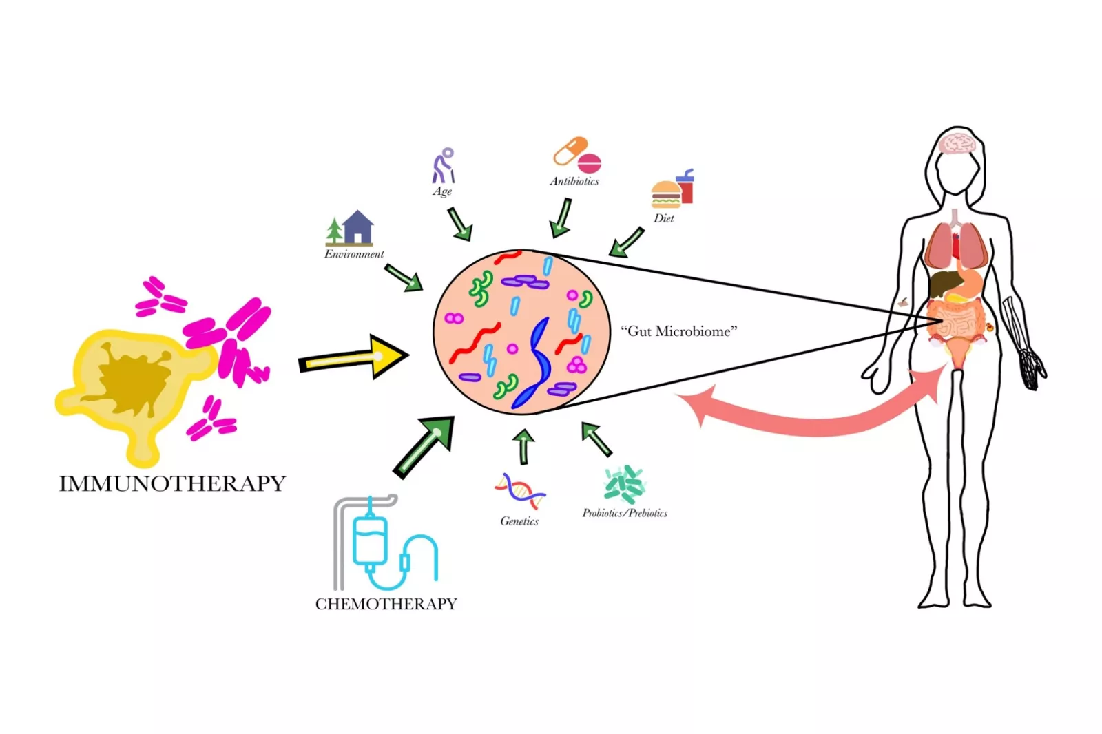 In Dr. McKenzie’s published paper in Critical Reviews in Oncology/Hematology, she discusses the data surrounding the interplay between lifestyle cancer and the gut microbiome.