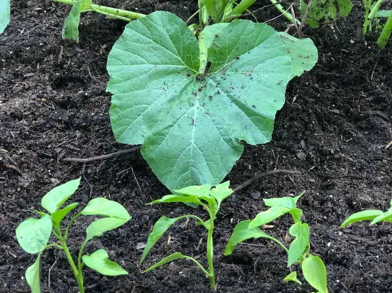 Plants in garden